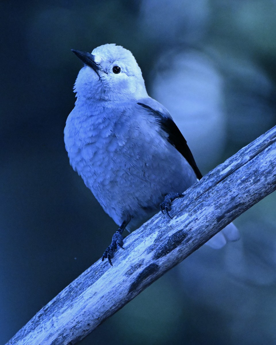 Clark's Nutcracker - ML645671876