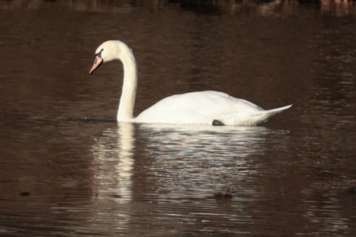 Mute Swan - ML645671880