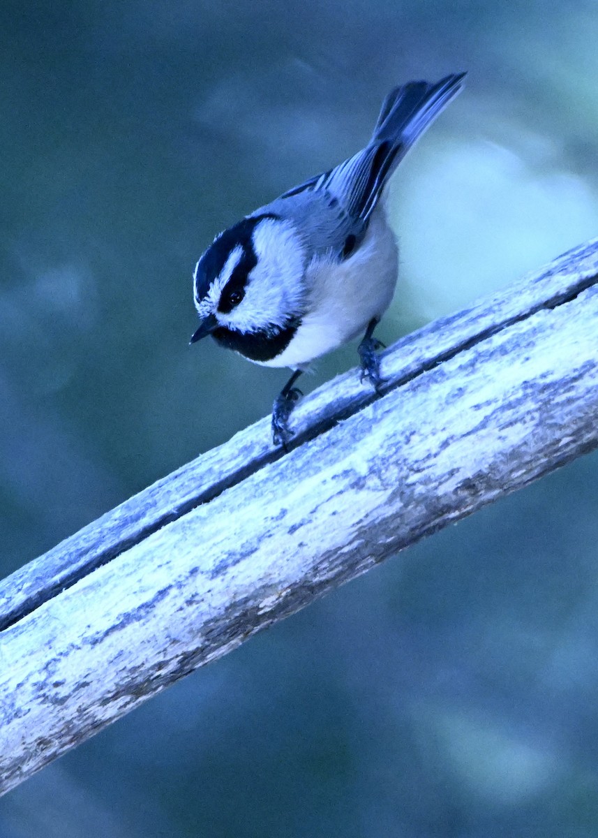 Mountain Chickadee (Rocky Mts.) - ML645671884