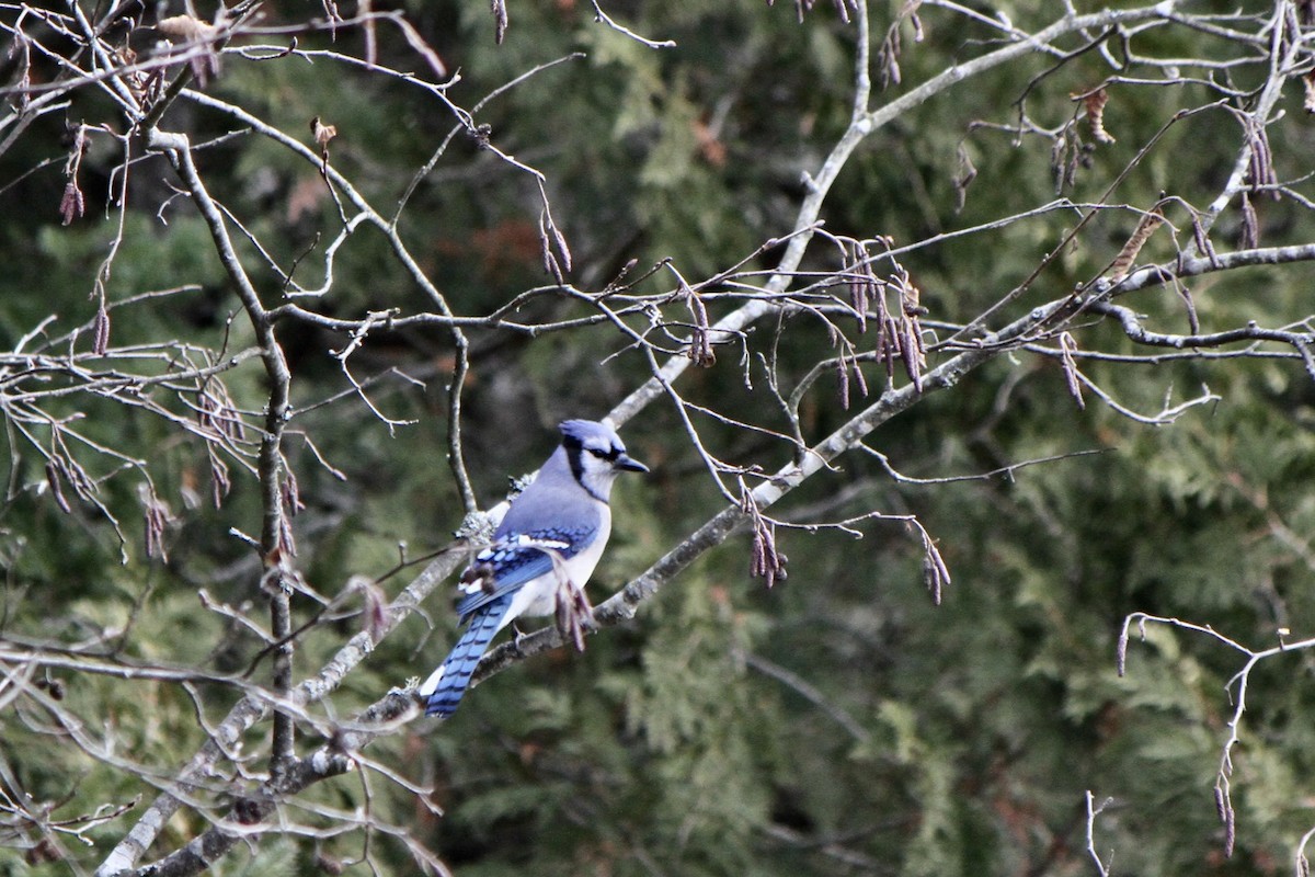 Blue Jay - ML645671885