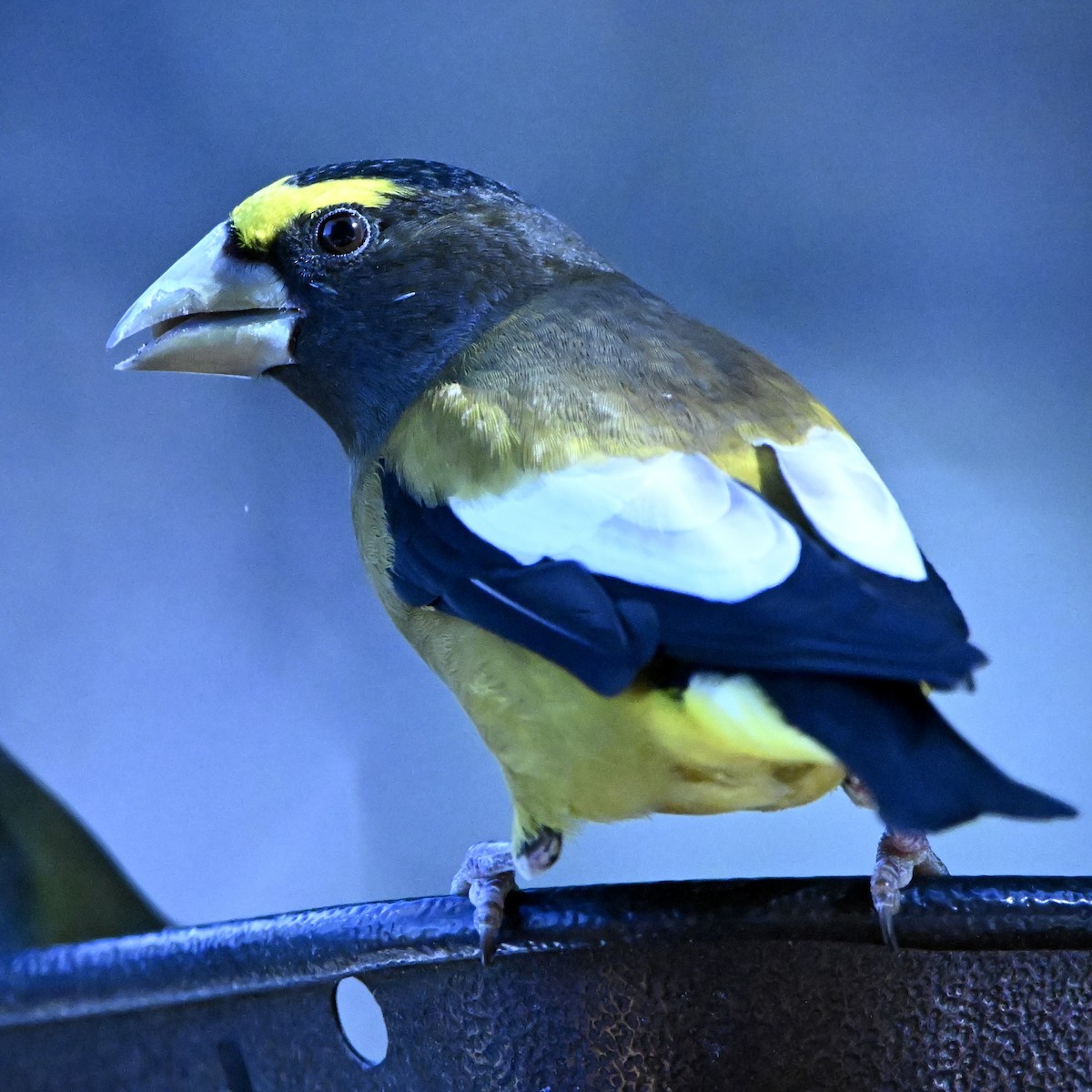 Evening Grosbeak - ML645671891