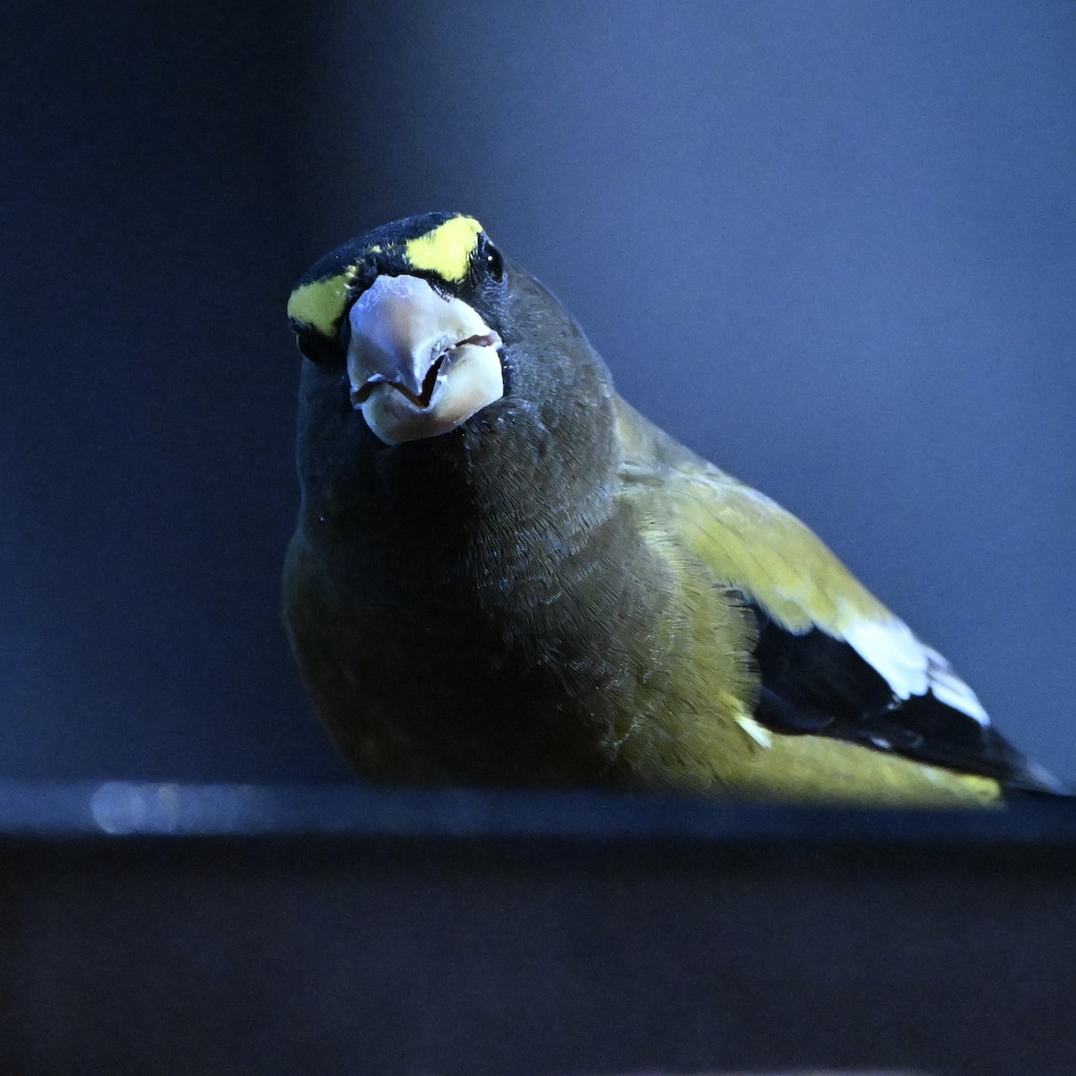 Evening Grosbeak - ML645671892