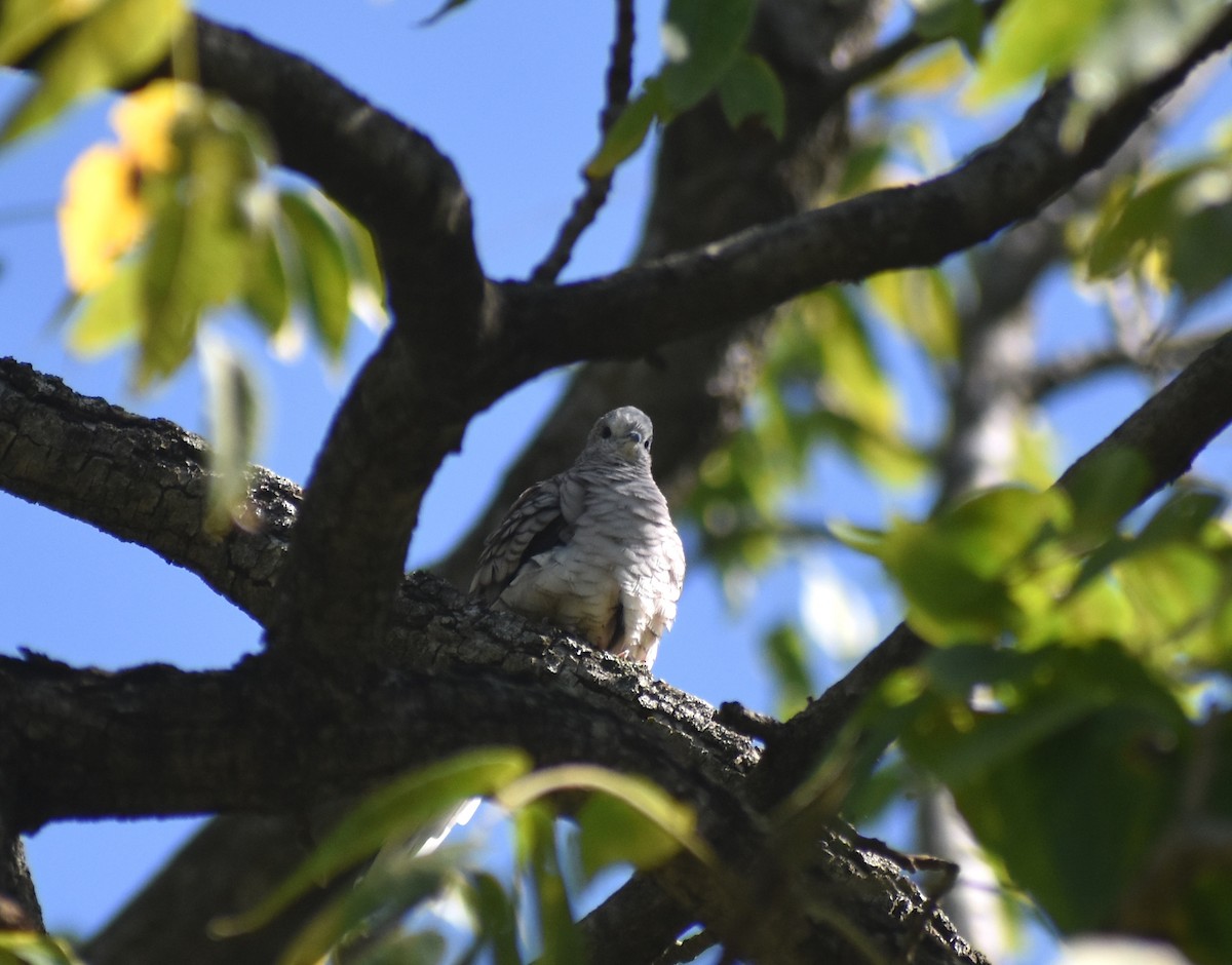 Inca Dove - ML645671893