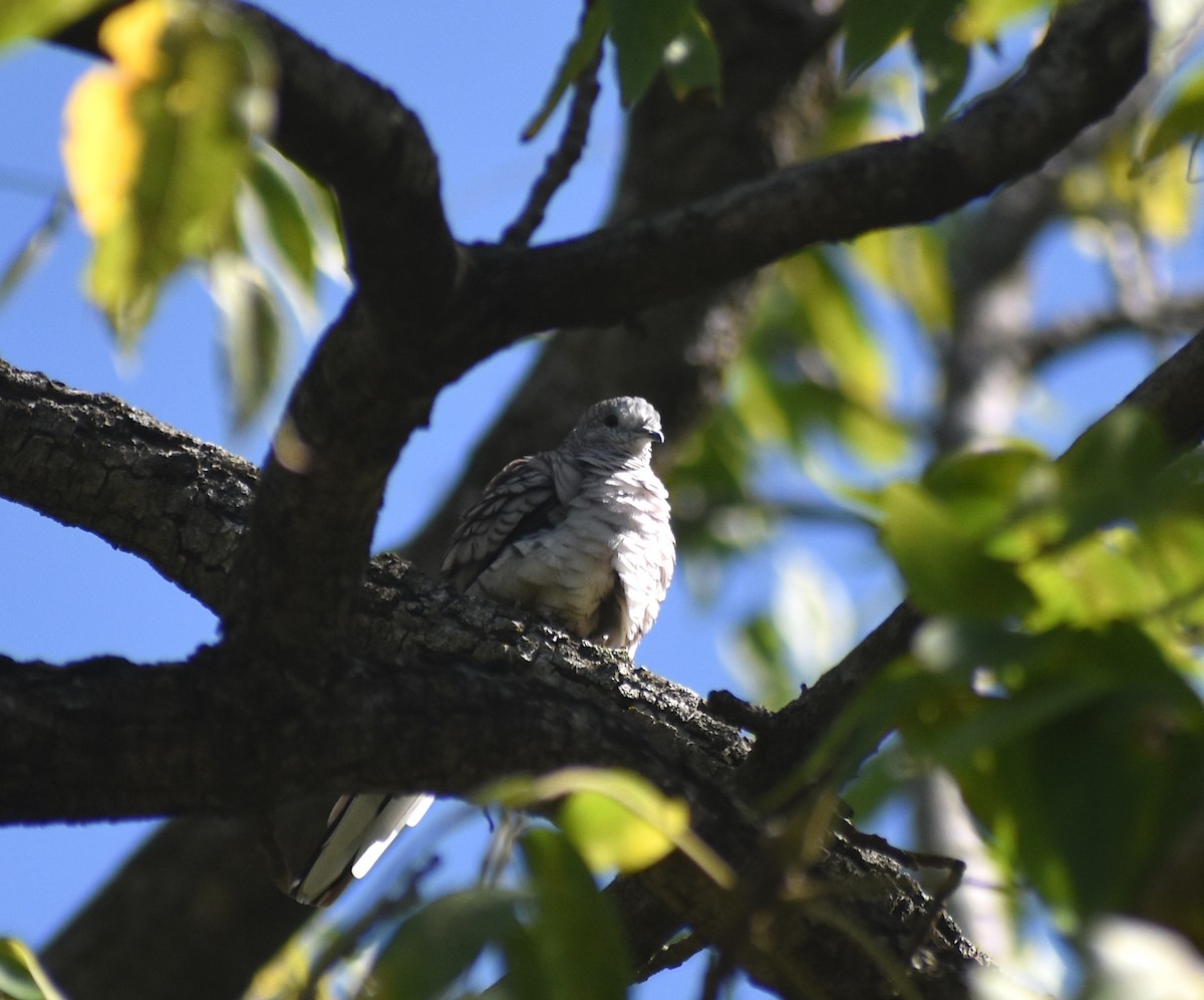 Inca Dove - ML645671894