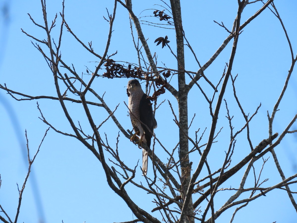 Cooper's Hawk - ML645671895