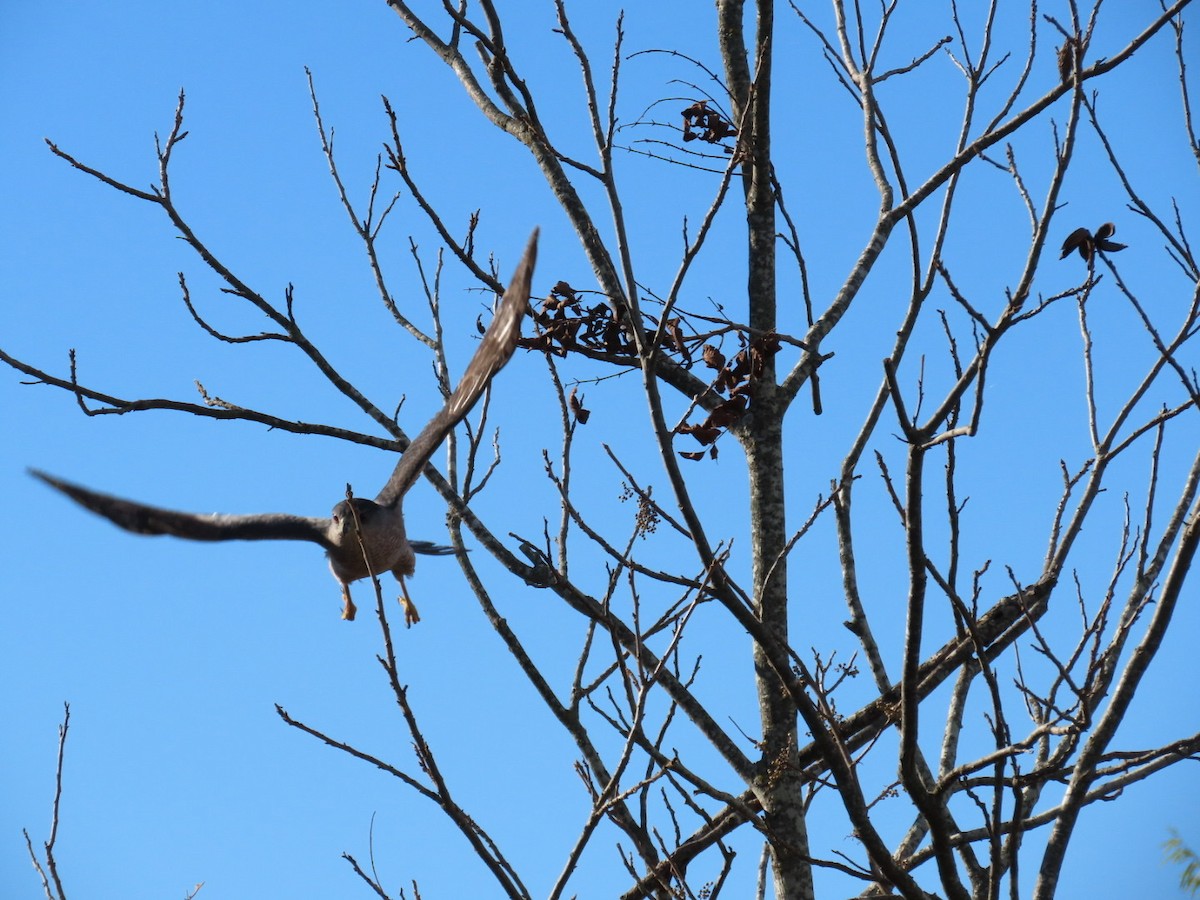 Cooper's Hawk - ML645671896