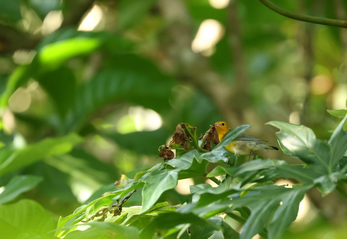 Prothonotary Warbler - ML645671897
