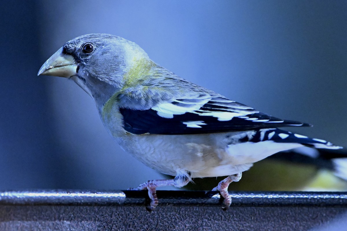 Evening Grosbeak - ML645671898