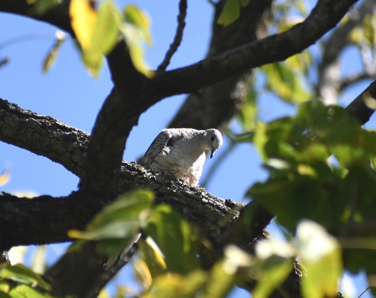 Inca Dove - ML645671900