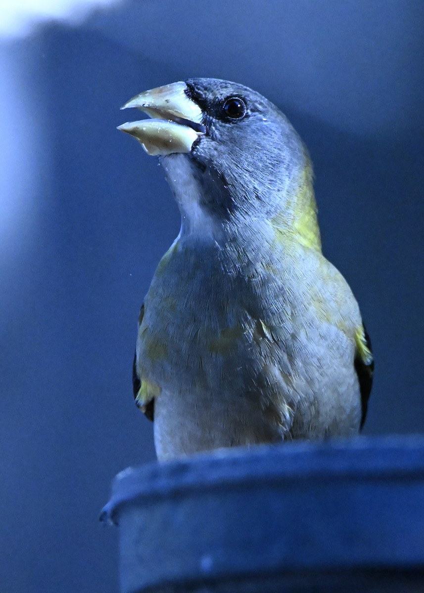 Evening Grosbeak - ML645671901