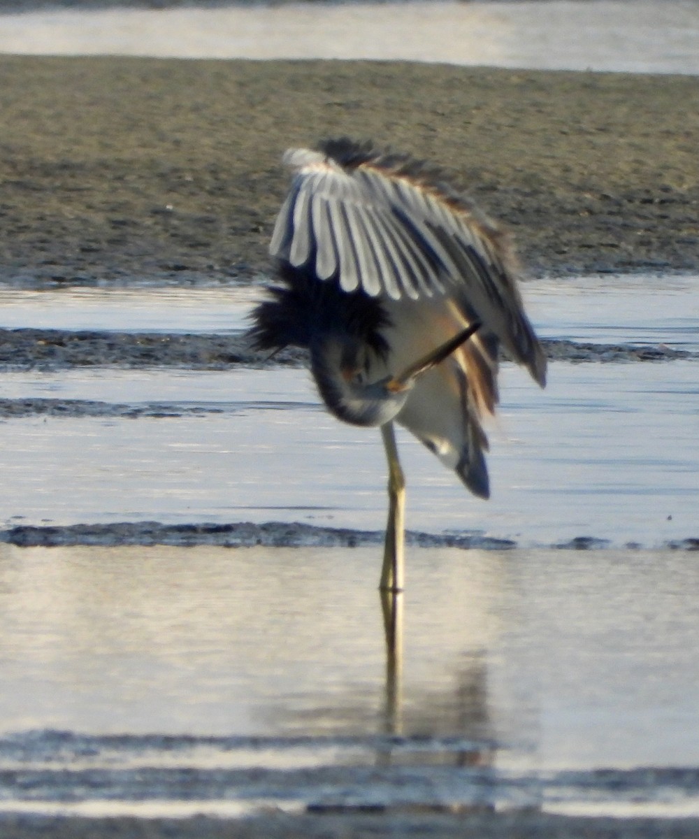 Tricolored Heron - ML645671903