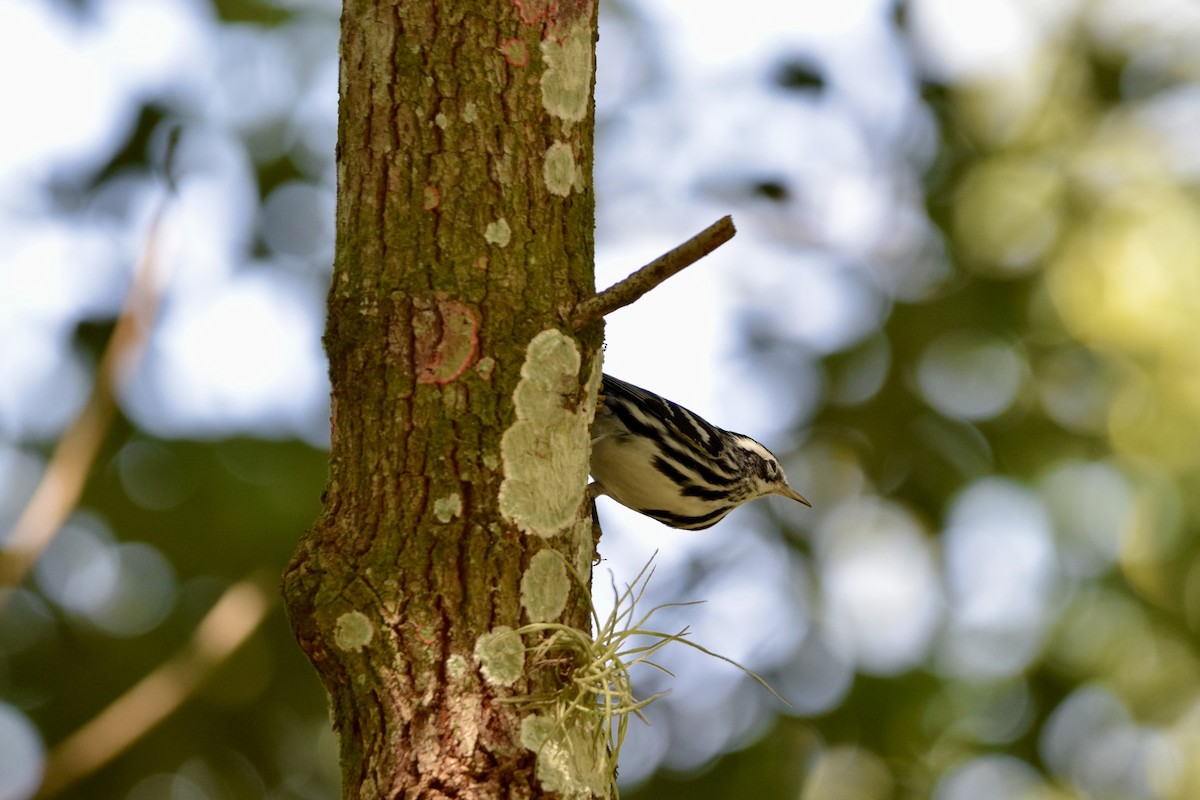 Black-and-white Warbler - ML645671906