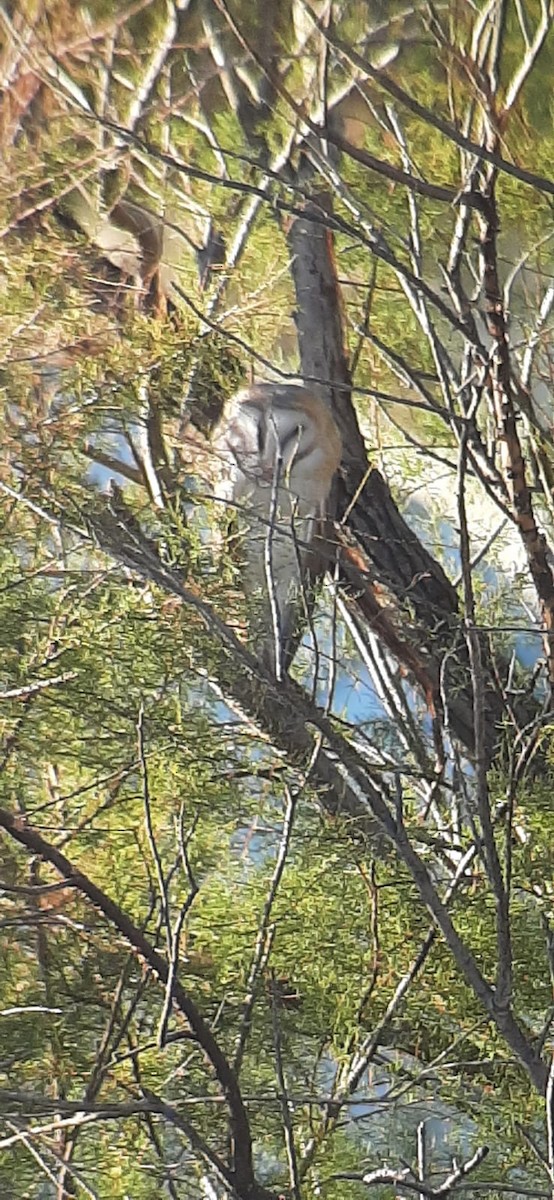 Western Barn Owl - ML645671907