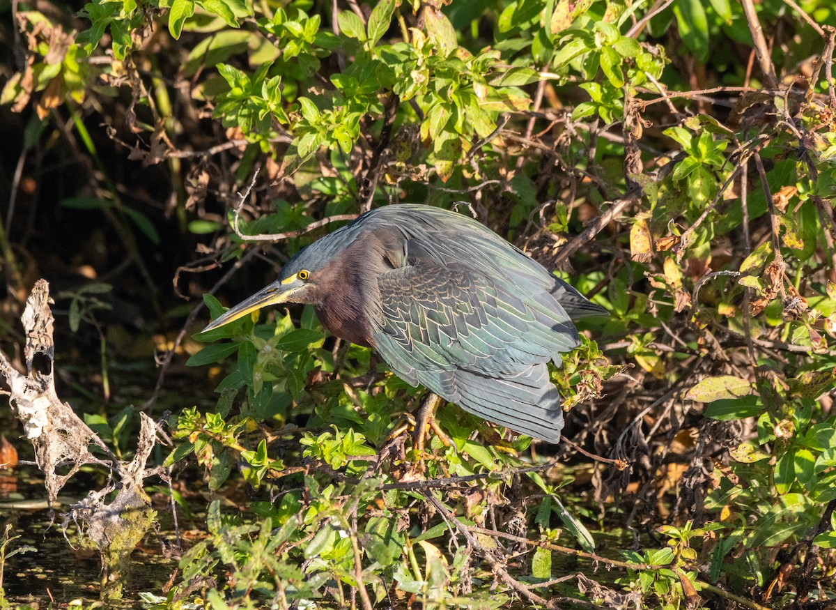 Green Heron - ML645671911