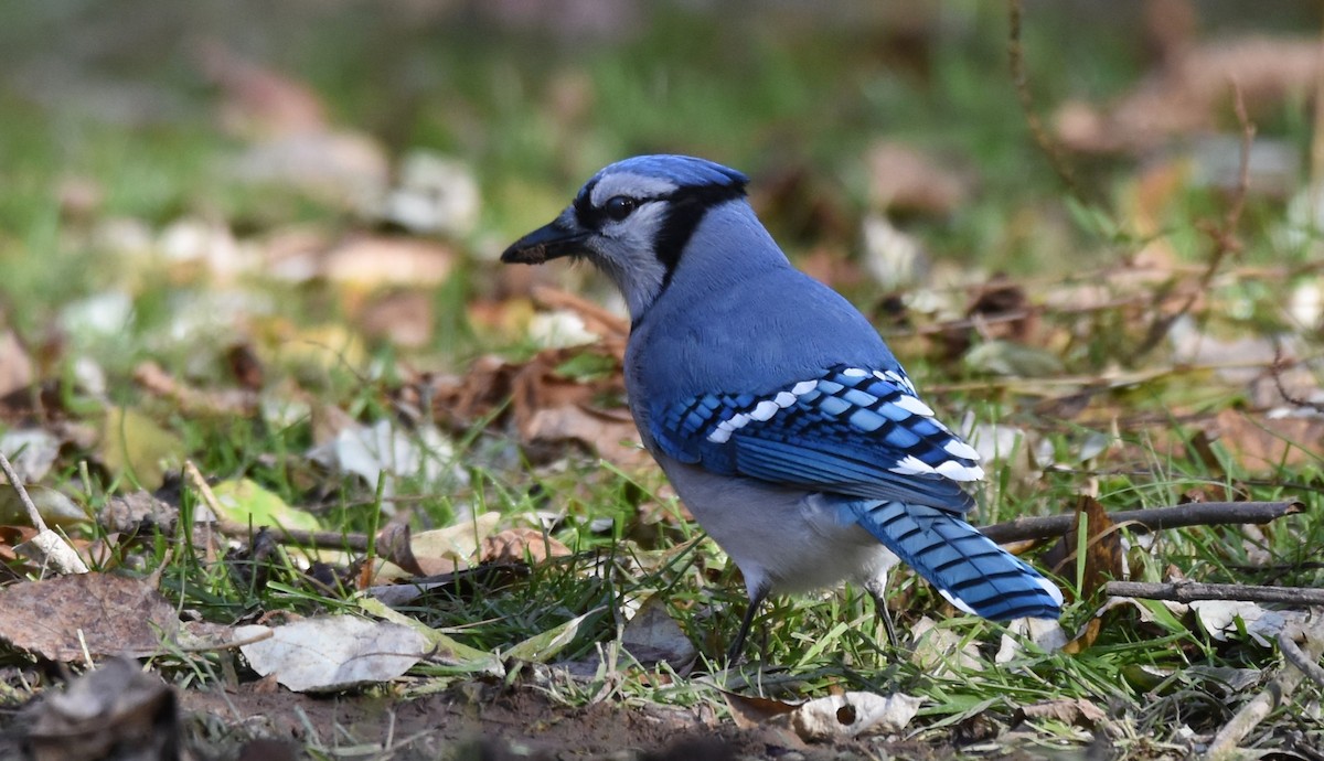 Blue Jay - ML645671912