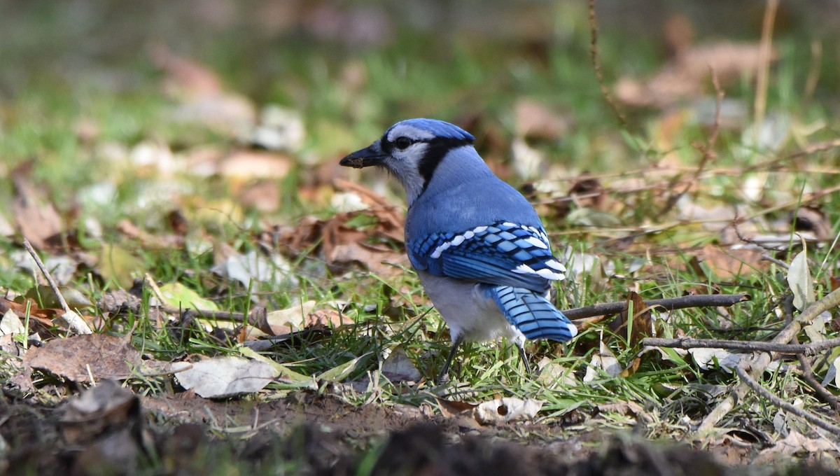 Blue Jay - ML645671913
