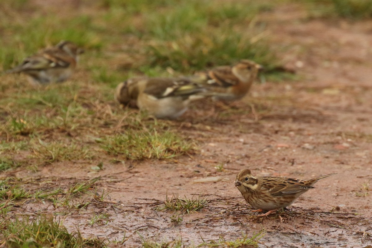 Rustic Bunting - ML645671914