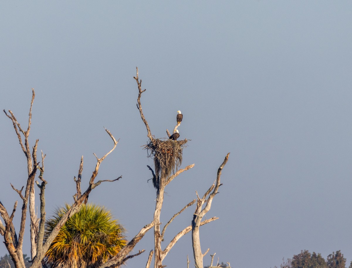 Bald Eagle - ML645671921