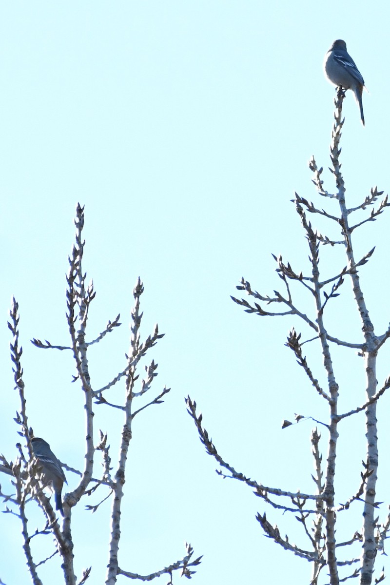 Pinu-gailupa - ML645671923