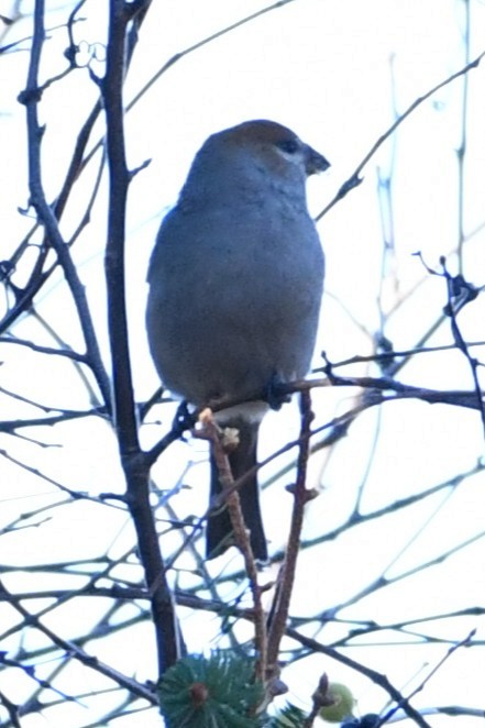 Pinu-gailupa - ML645671924