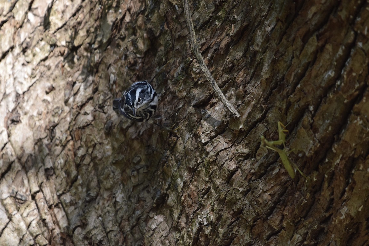 Black-and-white Warbler - ML645671925
