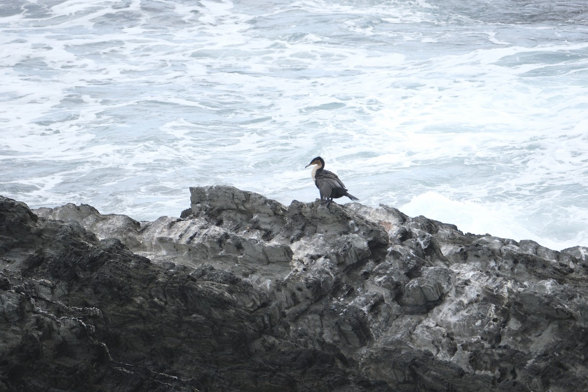 Great Cormorant - ML645671926
