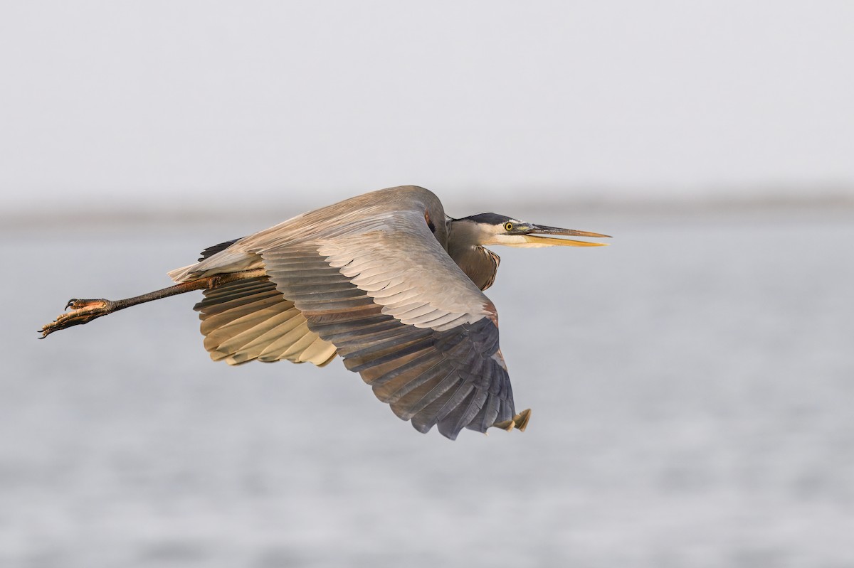 Great Blue Heron - ML645671927