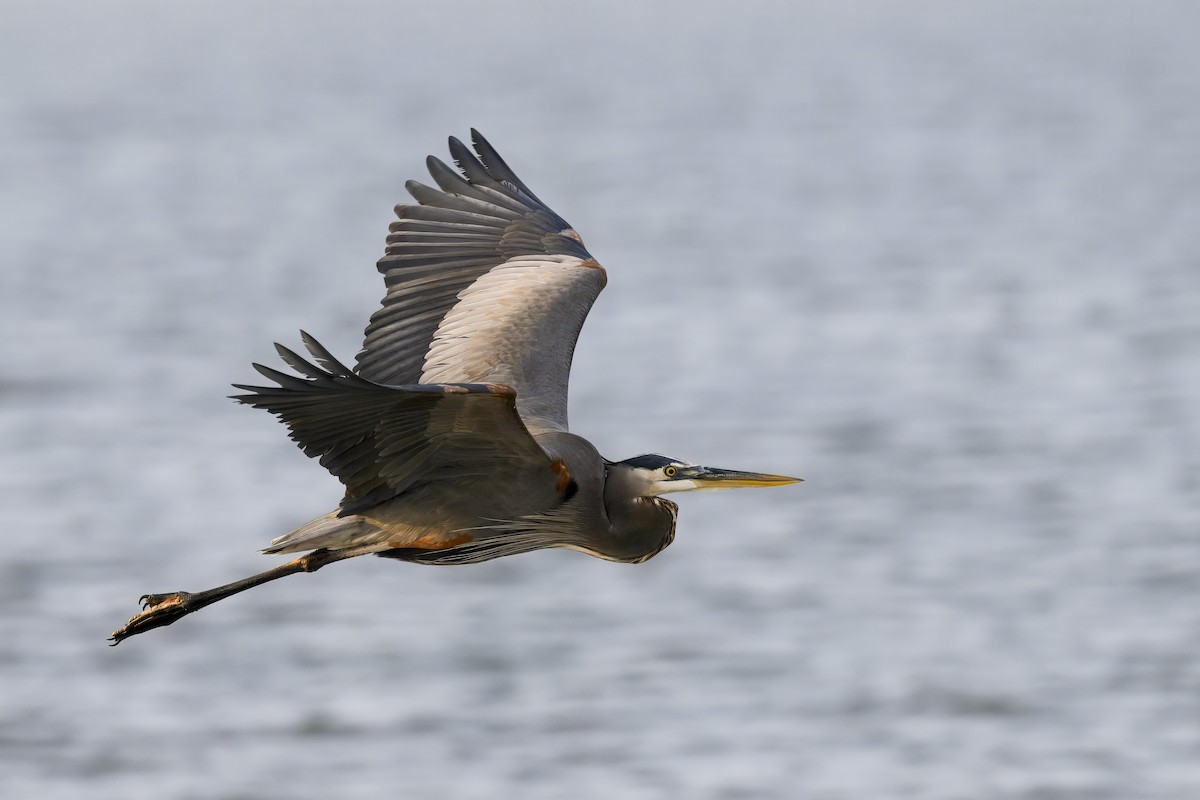Great Blue Heron - ML645671928
