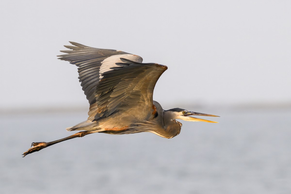 Great Blue Heron - ML645671929