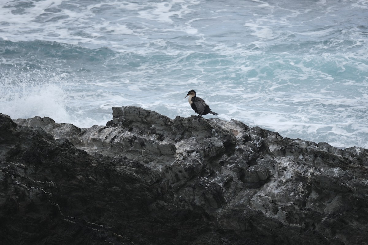 Great Cormorant - ML645671930