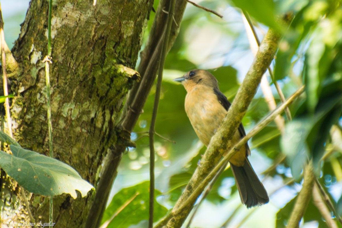 Black-goggled Tanager - ML645671931