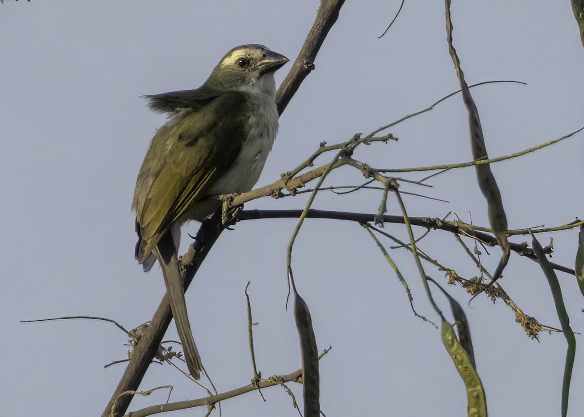 Buff-throated Saltator - ML645671932