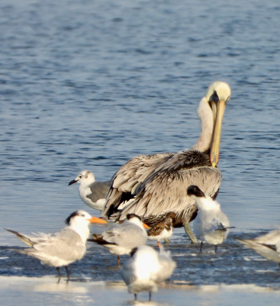 Forster's Tern - ML645671933