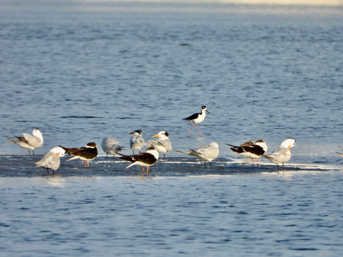 Forster's Tern - ML645671934