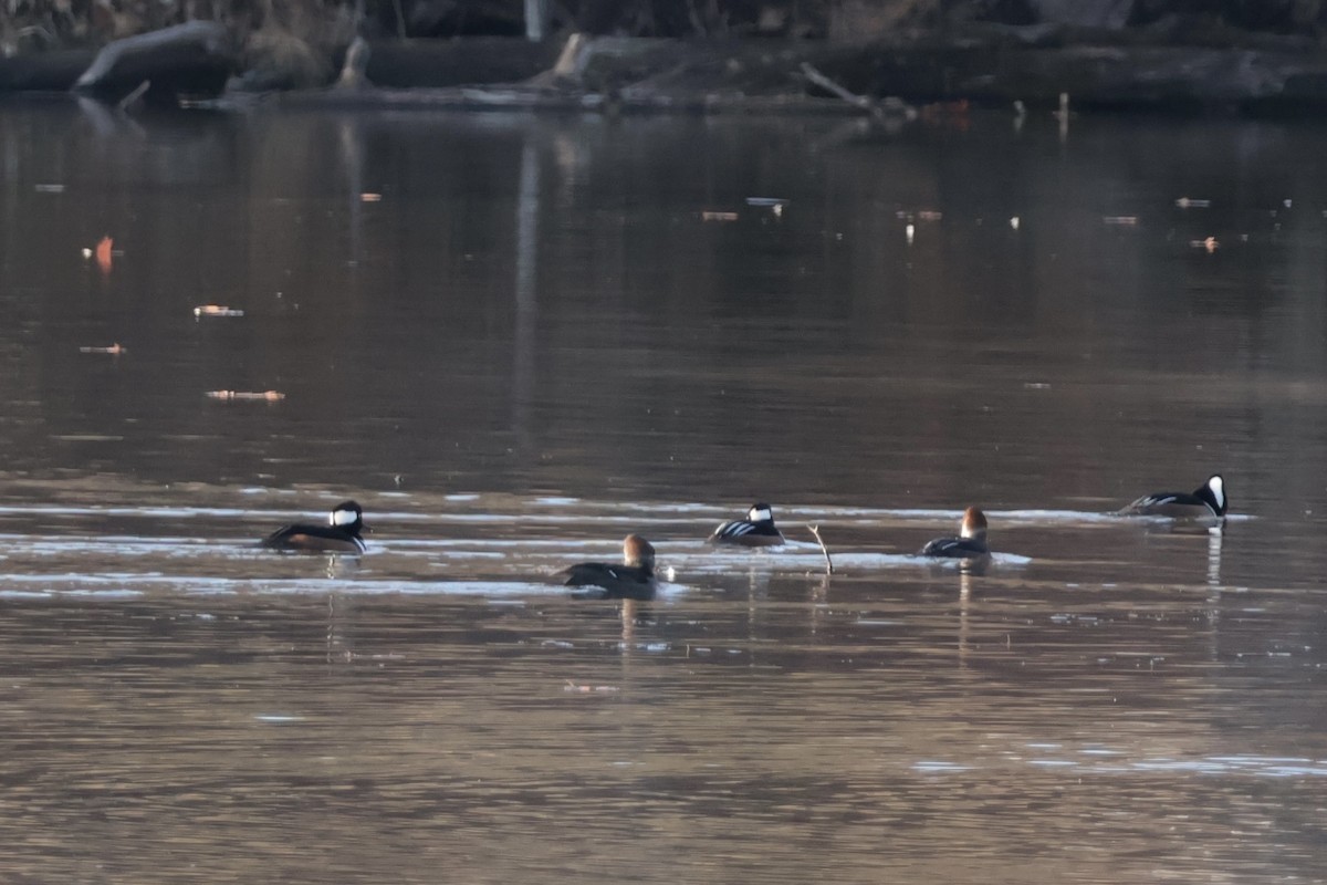 Hooded Merganser - ML645671935