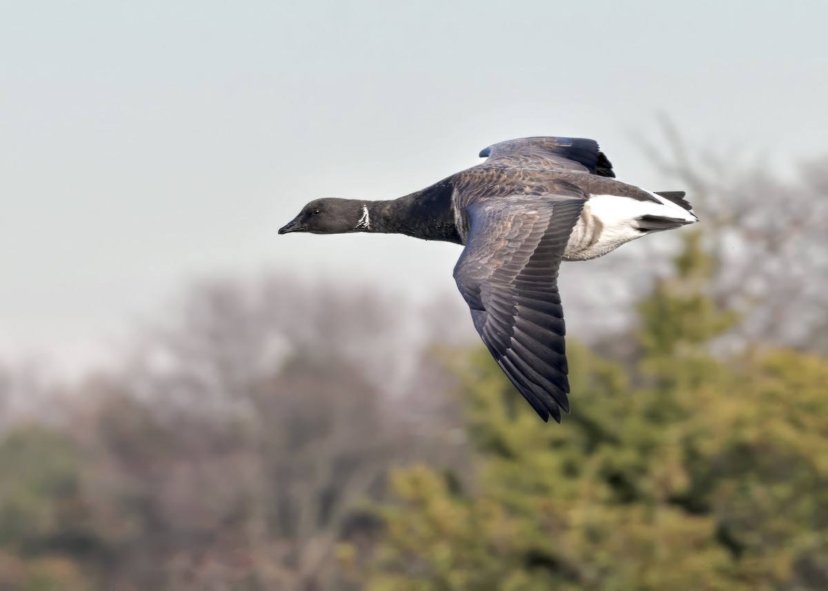 Brant - ML645671936