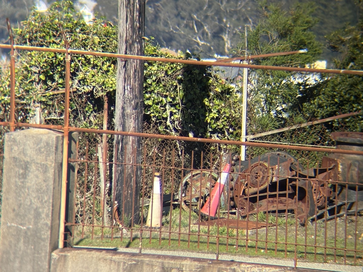 Eastern Phoebe - ML645671937