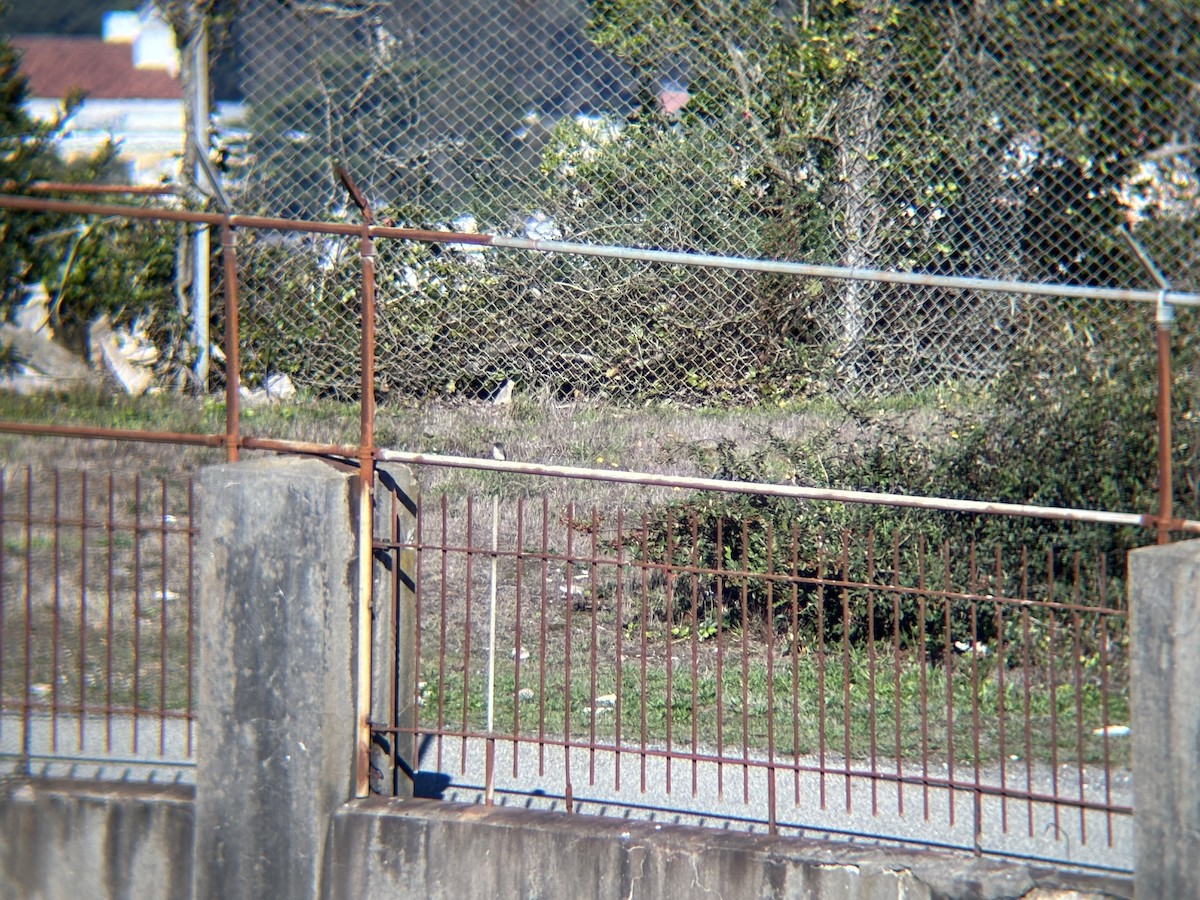 Eastern Phoebe - ML645671938