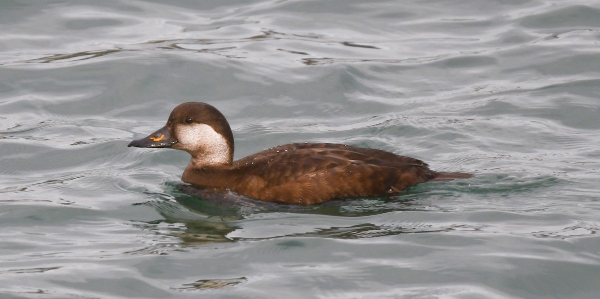 turpan žlutozobý - ML645671945