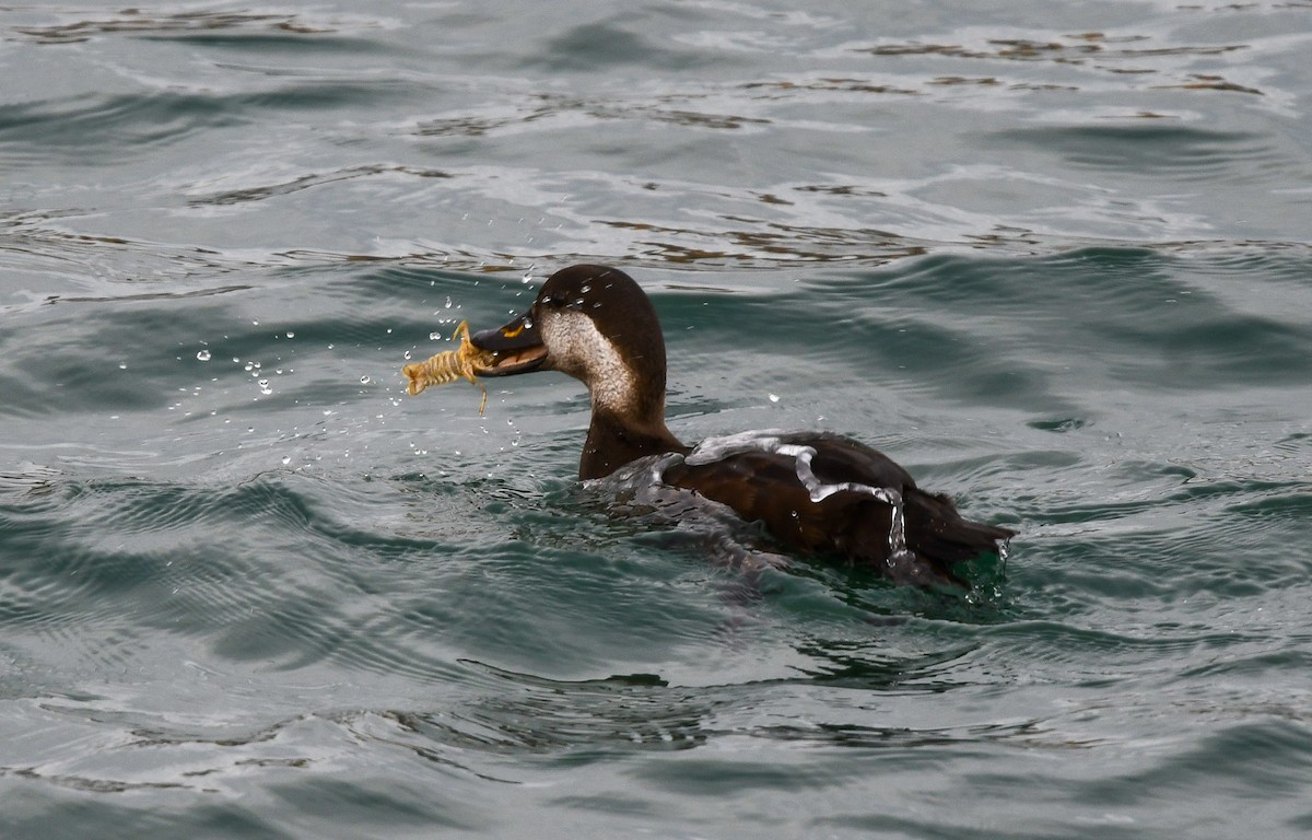 turpan žlutozobý - ML645671946