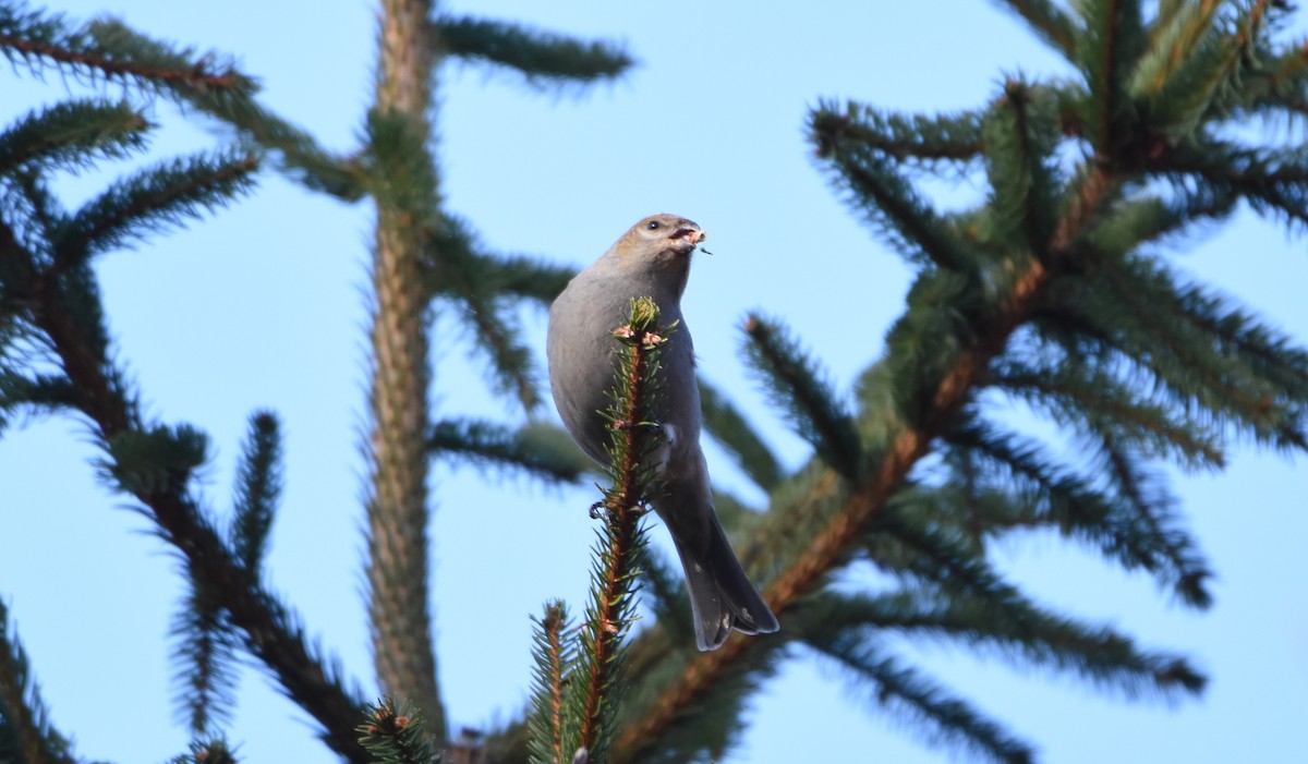 Pinu-gailupa - ML645671952