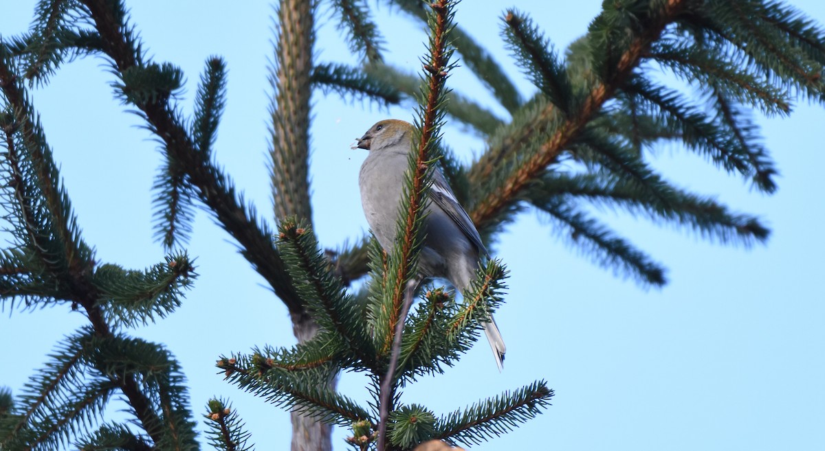 Pinu-gailupa - ML645671953