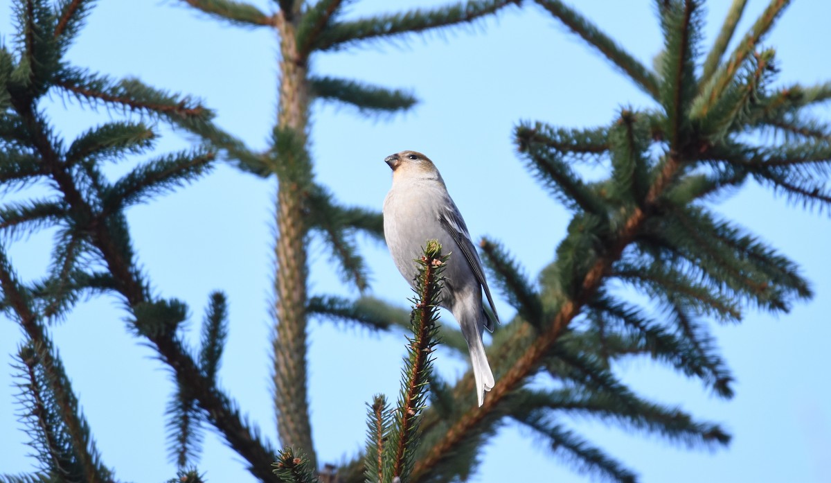 Pinu-gailupa - ML645671954