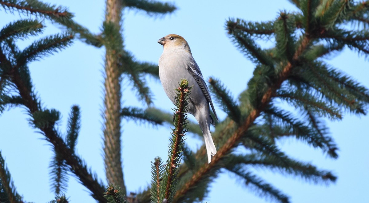 Pinu-gailupa - ML645671955