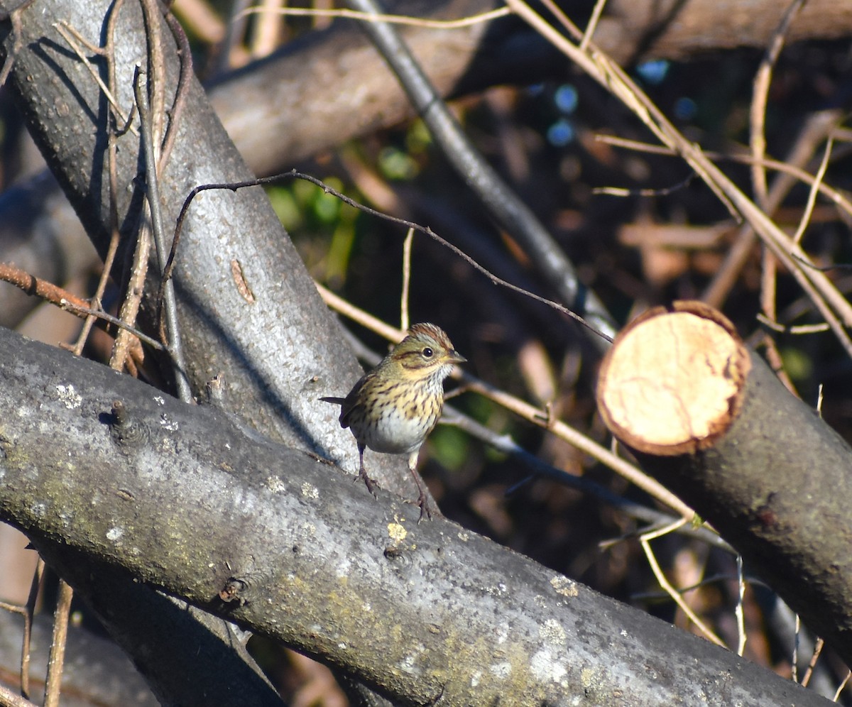 Lincoln's Sparrow - ML645671956