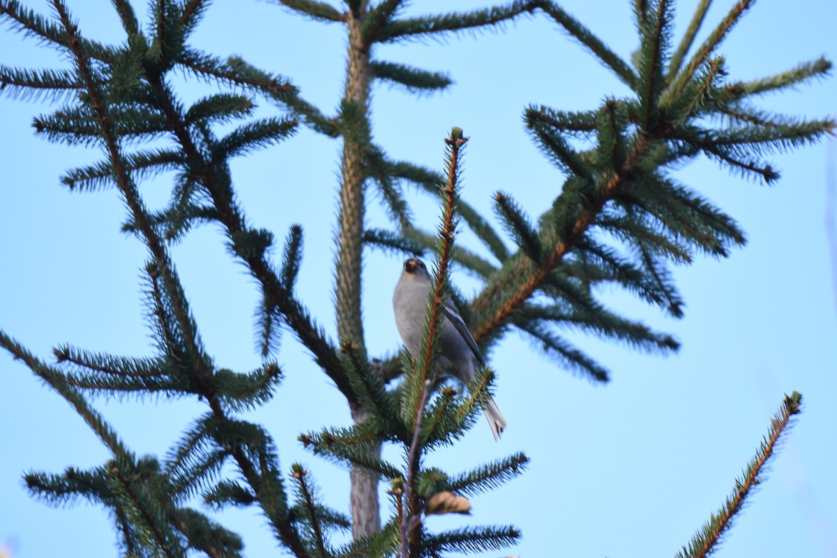 Pinu-gailupa - ML645671957