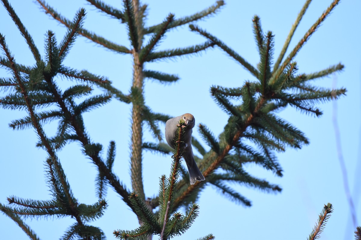 Pinu-gailupa - ML645671958