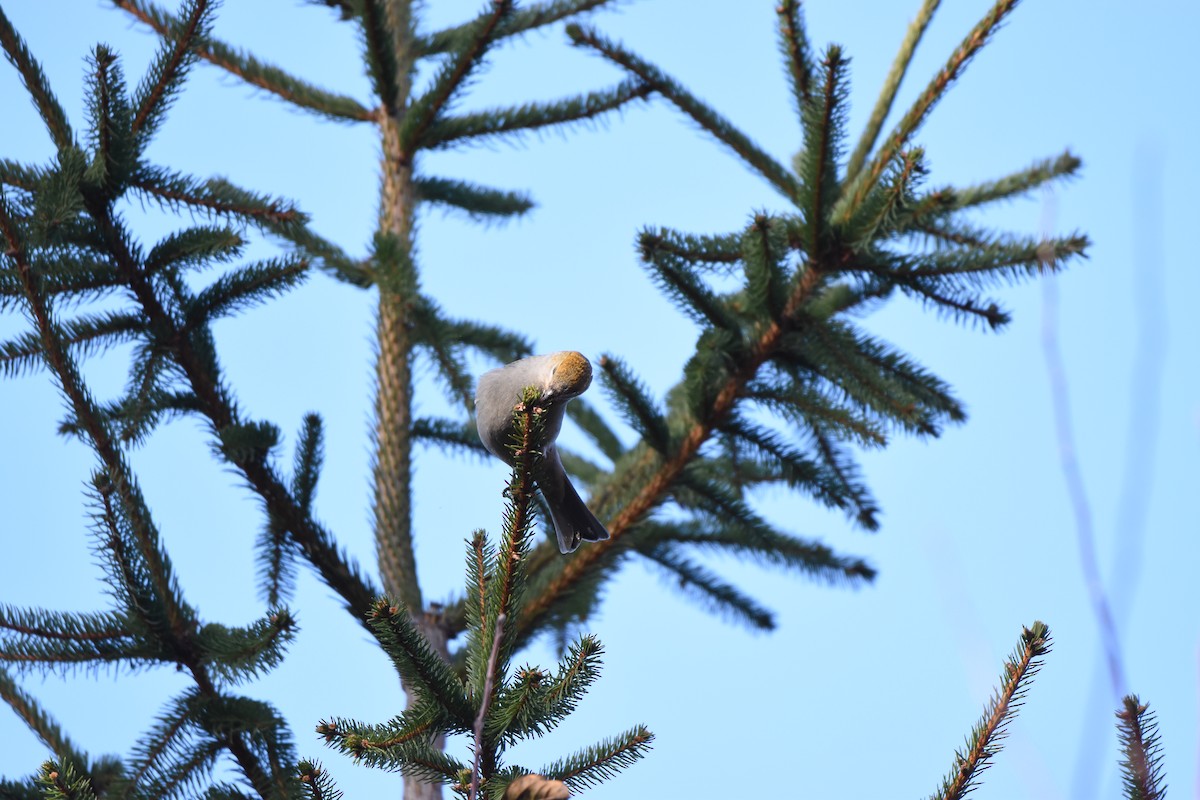 Pinu-gailupa - ML645671959