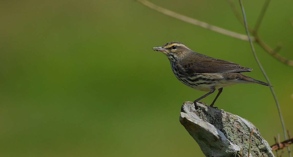 Northern Waterthrush - ML645671960
