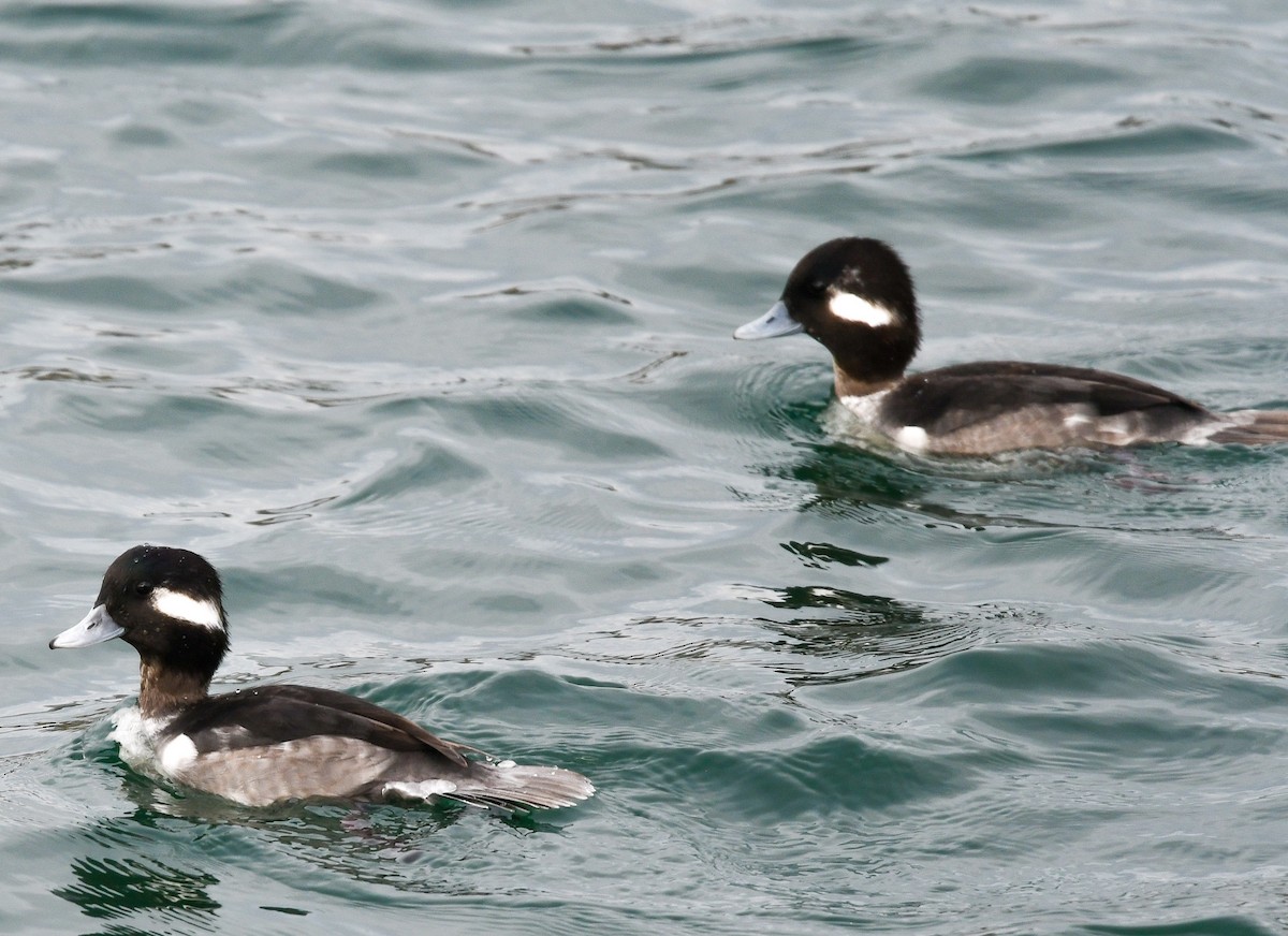 Bufflehead - ML645671961
